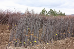 Sivas İl Özel İdaresi nden Çiftçilere Fidan Desteği
