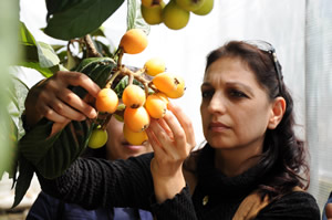 Yenidünya Erken Olgunlaştı