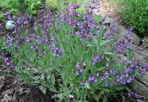 Tekirdağ da Adaçayı Üretimi Artırılacak