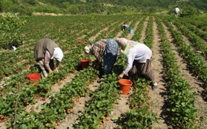 2015 Üretim Yılı Organik Tarım Destekleme Ödemesi Duyurusu