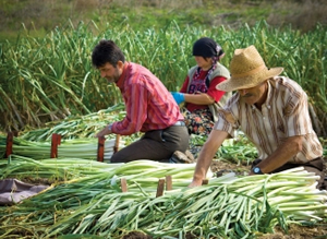 Bitkisel Üretim Yapan Küçük Aile İşletmelerine Destek