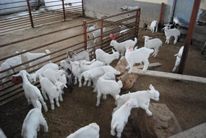 Enerji Üreten Doğa Dostu Çiftlik