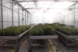 Gül Serası Gülderen Robot a Emanet