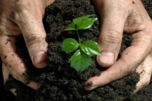 Hizan da Fidan Satışları Başladı