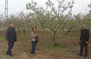 Aydın da Şeftali Bahçelerinde Hastalık Ve Zararlı Kontrolleri Sürüyor