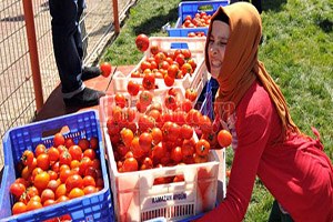 17 Tarım ve Seracılık Festivaline Doğru