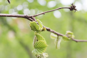 Tarım Müdürü Fındıkta Dona Karşı Alınacak Tedbirleri Açıkladı