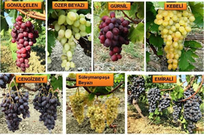 Tekirdağ ın 7 Çeşit Sofralık Üzümü Tescil Edildi