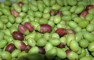 Balıkesir de Alımların Durması Zeytinyağı Üreticisini Vurdu