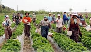 Mevsimlik Tarım İşçisi Açlık Sınırında