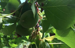 Kayısıda 90 Bin Ton Rekolte Beklentisi