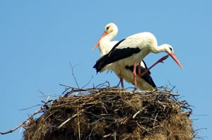 Avrupa da Leylekler Göçü Bıraktı Çöp Yiyor