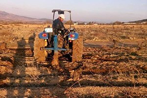 Soğuk Vuran Bağlar Sökülüyor