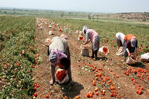 Domates Üreticisi Fiyatlardan Memnun Değil
