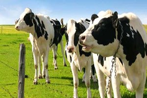 Kırşehir de Besilik Erkek Sığır Desteklemesi