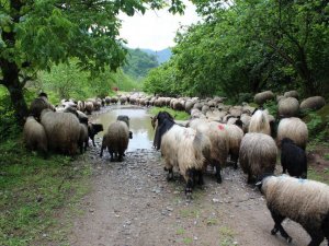 Sağlık Raporu Olmadan Küçükbaş Hayvan Sevk Edenlere 8 Bin Lira Ceza
