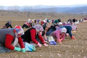 Beyaz Altın ın Ekimi Başladı