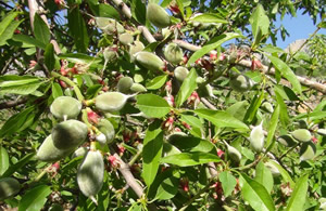 Çağla Hasadı Başladı