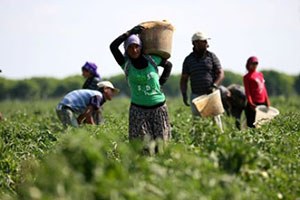 Tarım İşçilerinin Aylık Ücretleri Yuzde 20 Arttı