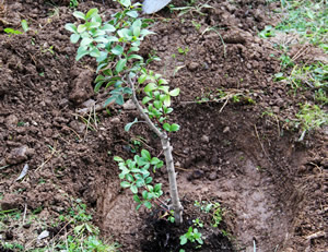 Muğla nın Sakız Bahçeleri