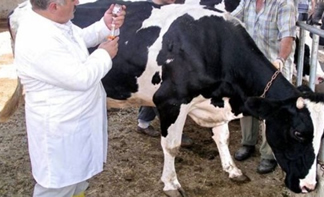 Sığırlara Çiçek Aşısı Yapımına Başlandı