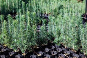 Yozgat ta 5 Bin Fidan Dağıtıldı