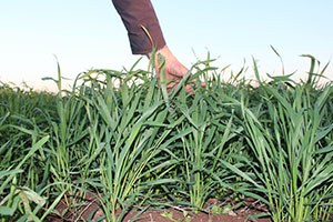 Adıyaman da Ekinler Boy Verdi