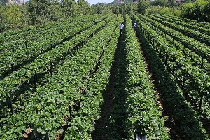 Bakanlık 367 Bin Toprak Mirasçısının Peşinde