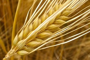 Buğdayda Rekor Bekliyoruz