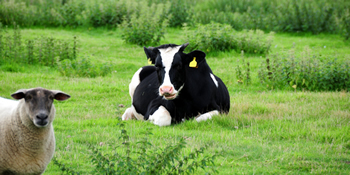 Akraba Evliliği Hayvanlarda da Sorun