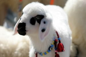 Malatya da Kuzu Yarışması Düzenlenecek