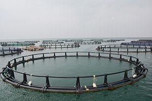 Ordu da Su Ürünlerinde Büyük Artış