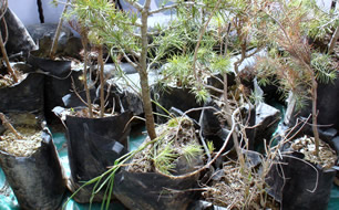 Gediz de 2 Bin Adet Ağaç Fidanı Dağıtıldı