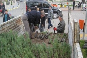 Bayramiç te 10 Bin Fidan Dağıtıldı
