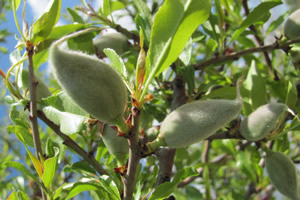 Yılın İlk Badem Çağlası Kilosu 10 TL den Pazara İndi