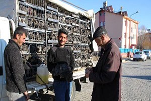 Varto da Tavuk Satışları Başladı