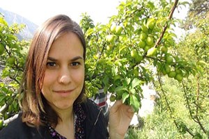 Açıkta Erik Hasadı Başladı