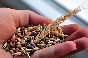 Kavak Ziraat Odası Başkanlığından Buğday Tohumu Araştırması