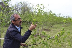Fındıkta Hasar Tespiti İçin Ön İnceleme Yapıldı