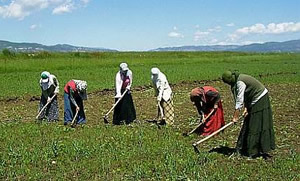 Kilis te Mevsimlik İşçilere Zam Yok