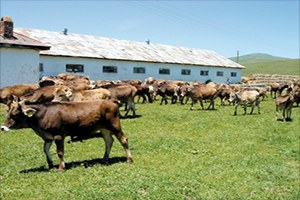 Geçimini Tarım Ve Hayvancılıkla Sağlayan Köylüler Zor Günler Geçiriyor