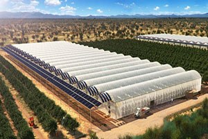 Jeotermal Sera Kadınların Ekmek Teknesi Oldu