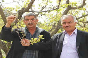 Mut ta Kayısıyı Don Vurdu