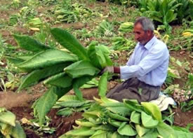 Kozluklulardan Tütün Fiyatına Tepki