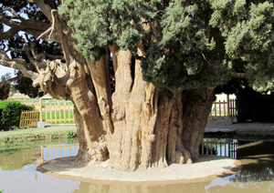 Dünyanın En Yaşlı İkinci Ağacı İran da