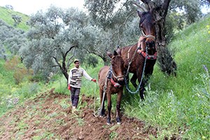 Aydın da Bağ Ve Bahçeler Bakıma Alındı