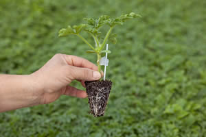 Tohum Fide ve Fidan Alırken Dikkat Edilmeli