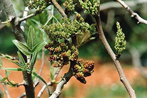 Antep Fıstığında Dal Güvesine Feromen Tuzaklama