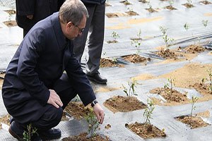 ÇAYKUR dan Gen Havuzu Projesi