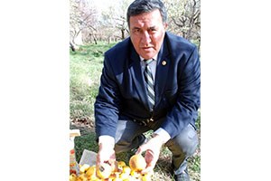 Aracı Sistemi Elma Üreticisini Mağdur Ediyor